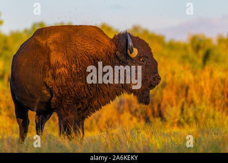 Un Bison sulle pianure del Colorado Foto Stock