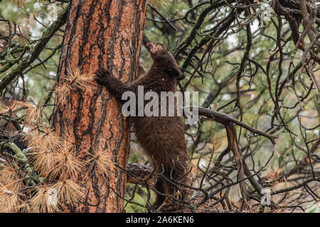 Un Black Bear Cub in un albero cattura i fiocchi di neve sulla linguetta Foto Stock