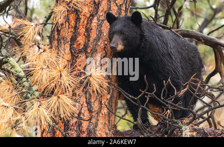 Una madre Black Bear nel grande albero di pino Foto Stock