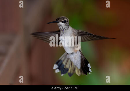 Un piuttosto ampia-tailed Hummingbird in posa per una foto Foto Stock