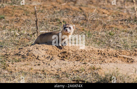 Un federalmente in pericolo nero-footed Ferret su Colorado Pianure Foto Stock