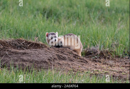 Un federalmente in pericolo nero-footed Ferret su Colorado Pianure Foto Stock