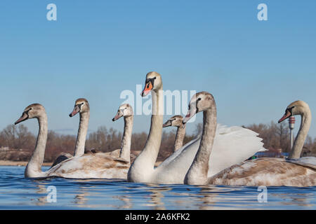Un gregge di cigno vola lungo il fiume. I giovani cigni di colore grigio. Foto Stock
