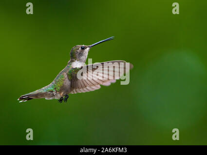 Una bellissima ampia-tailed Hummingbird in volo Foto Stock