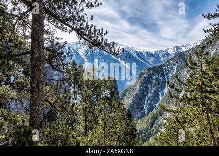 Foresta di pini di montagna Olympus Foto Stock