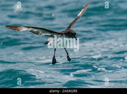 Un capo Petrel al largo della costa della Nuova Zelanda Foto Stock