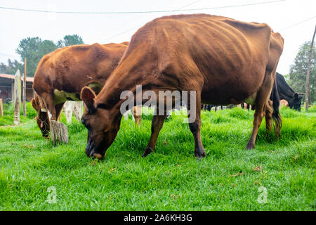 Thin vecchie mucche mangiano l'erba su un terreno coltivato. Uno di essi presenta nervature. Foto Stock