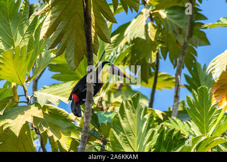 Un giallo-throated Toucan nella foresta tropicale baldacchino di America Centrale Foto Stock