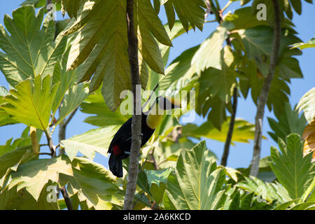 Un giallo-throated Toucan nella foresta tropicale baldacchino di America Centrale Foto Stock