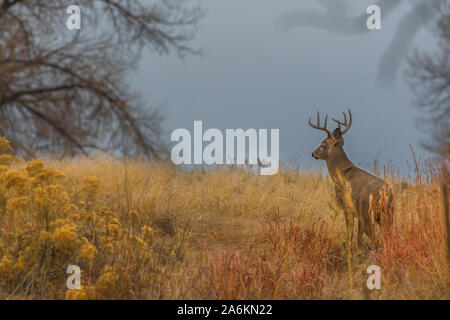 Un white-Tailed Deer Buck esaminando la distanza in un giorno nuvoloso Foto Stock