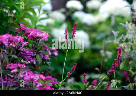 Persicaria maculosa,redshank,,annuale annuari,persicarias,Polvcronum persicaria,rosa,fiore,fiori,fioritura,RM Floral Foto Stock