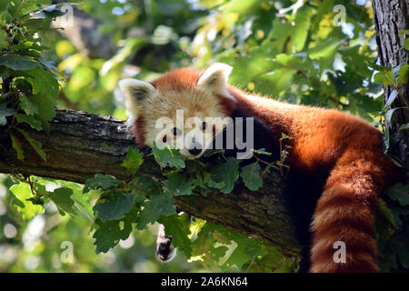 Molto carino panda rosso Ailurus fulgens giacente sul ramo Foto Stock