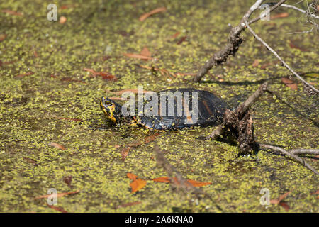 Un giallo-cursore panciuto Turtle in Georgia Foto Stock