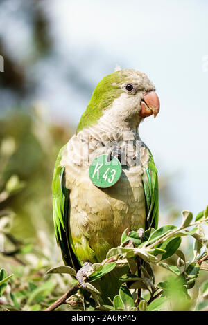 Barcellona Spagna,Catalonia El Born,quartiere storico,Ciutat Vella,Parc de la Ciutadella,Citadel Park,monk parakeet,Quaker Argentine parrot,Psittacidae Foto Stock