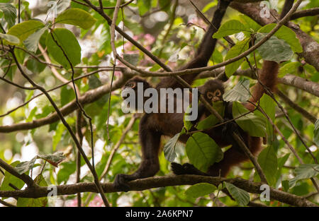 Un Geoffroy's Spider Monkey in Costa Rica Foto Stock