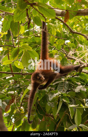 Un Geoffroy's Spider Monkey pendono dalla coda in Costa Rica Foto Stock