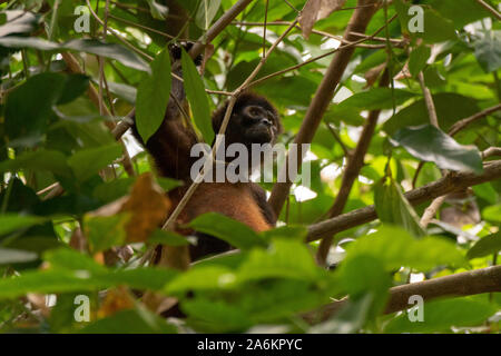 Un Geoffroy's Spider Monkey in Costa Rica Foto Stock