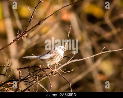 Canzone Leucistic Sparrow nella caduta delle foglie sul mattino luminoso Foto Stock