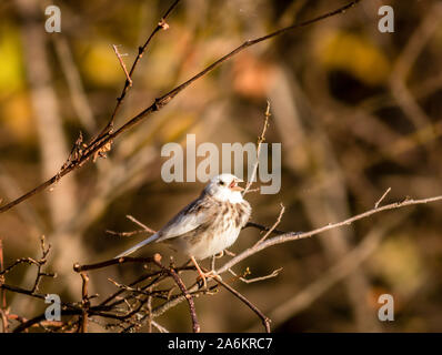 Canzone Leucistic Sparrow nella caduta delle foglie sul mattino luminoso Foto Stock