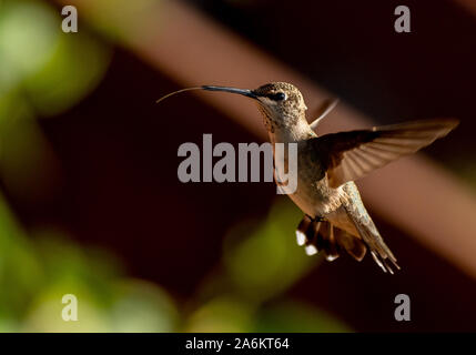 Un ampio-tailed Hummingbird in volo con la lingua fuori Foto Stock