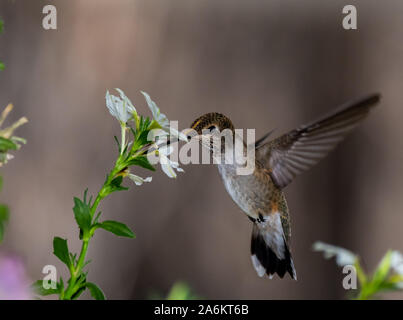 Un ampio-tailed Hummingbird alimentazione da un fiore Foto Stock