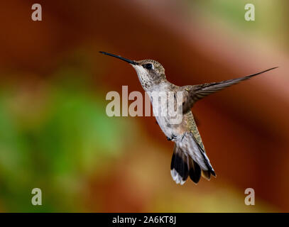 Un ampio-tailed Hummingbird in volo Foto Stock