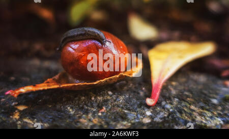 Slug esplorando un conker seme da ippocastano in autunno, REGNO UNITO Foto Stock