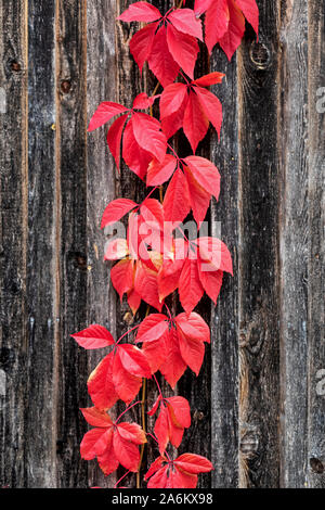 Colore rosso delle foglie di un superriduttore Virginia arrampicata su un vecchio fienile in legno in autunno Foto Stock