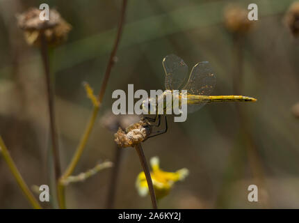 Femmina Skimmer Keeled Dragonfly (Orthetrum coerulescens), Ios Cicladi, Grecia. Foto Stock