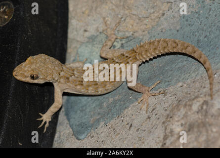 Kotschy's Gecko (Mediodactylus kotschyi) sull'isola greca di Milos, Cicladi, Grecia. Foto Stock