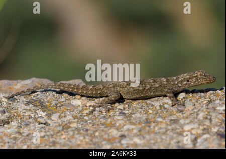 Kotschy's Gecko (Mediodactylus kotschyi) sull'isola greca di Milos, Cicladi, Grecia. Foto Stock