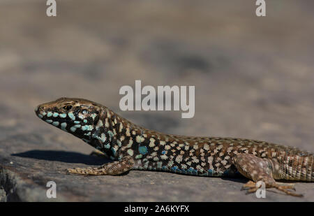 Milos maschio Lucertola muraiola (Podarcis milensis) crogiolarvi al sole su una parete sull'isola greca di Milos, Cicladi, Grecia. Foto Stock