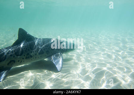 Il 26 ottobre 2019, San Diego, California, U.S: UN leopard shark nuota nel caldo e dalle acque poco profonde di La Jolla Shores Beach. Chiamati per il loro aspetto impressionante, questi squali hanno scuro, a sella macchie lungo le alette e la parte superiore del corpo, sovrapponendo un corpo grigio. Squali Leopardo arriva a San Diego in numero massiccio durante la calda estate e autunno mesi e non sono un pericolo per gli esseri umani. (Credito Immagine: © KC Alfred/ZUMA filo) Foto Stock