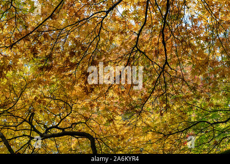 Le foglie dorate illuminate del Japanese Maple Acer amenum in autunno a Westonbirt Arboretum, Gloucestershire, Inghilterra, Regno Unito Foto Stock