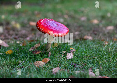 Primo piano di un singolo fungo agarico Fly rosso - Amanita muscaria. Un toadstool tossico che cresce nell'erba a Westonbirt, Inghilterra, Regno Unito Foto Stock