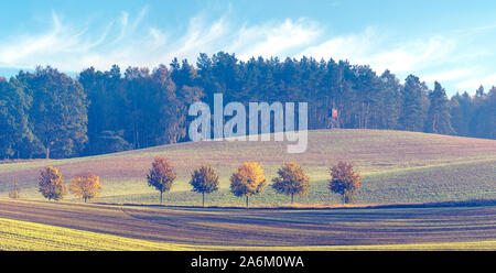 Fila di alberi su un campo verde in un manto di autunno Foto Stock
