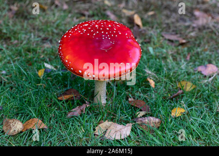 Primo piano di un singolo fungo agarico Fly rosso - Amanita muscaria. Un toadstool tossico che cresce nell'erba a Westonbirt, Inghilterra, Regno Unito Foto Stock