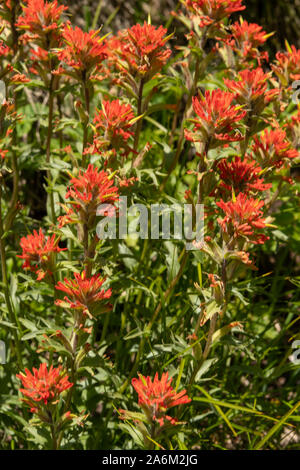 Luce brillante su Blooming Indian Spazzola di vernice Foto Stock