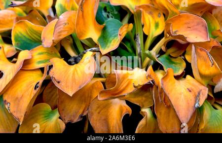 Foglie di autunno di Hosta Foto Stock