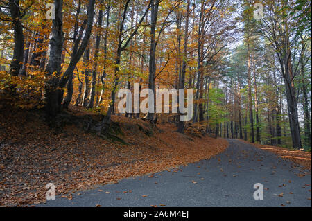 Paese vuota la strada attraverso la foresta di autunno Foto Stock