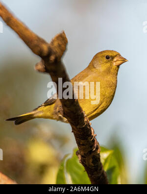 Verdone, Chloris Chloris, uccello selvatico, appollaiate su un ramo sotto il sole in un giardino inglese, inverno 2019 Foto Stock