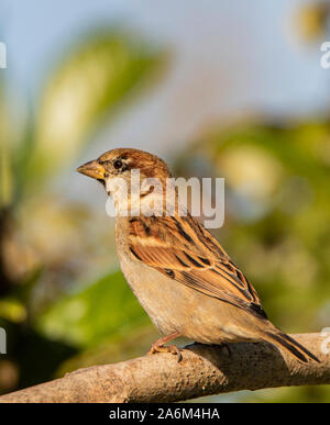 Casa passero, passer domesticus, piccolo uccello selvatico, appollaiate su un ramo in un giardino inglese, tarda estate 2019 Foto Stock
