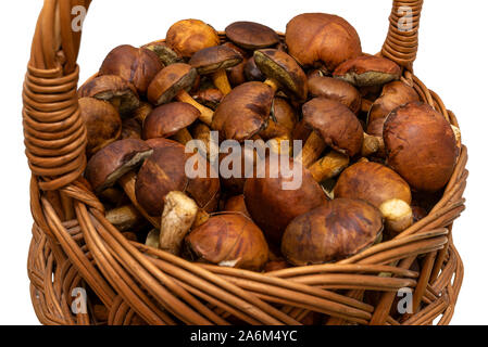 I funghi commestibili raccolti dalla foresta in un cesto di vimini, isolata su uno sfondo bianco con un tracciato di ritaglio. Foto Stock