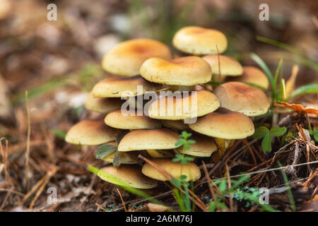 Gruppo di bellissimi funghi funghi, miele agarics kuehneromyces mutabilis nella selvaggia foresta estate . Foto Stock