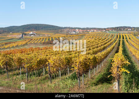 Vivacemente colorato vigneti in Mittelberg in autunno / autunno - un vino tipico villaggio crescente nella Kamptal area della Bassa Austria Foto Stock