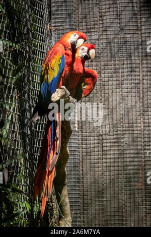 Un ritratto di tre splendidi pappagalli colorati seduto su un ramo in una gabbia a uno zoo. Foto Stock