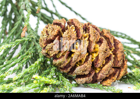 Sequoia gigante Sequoiadendron giganteum cono con semi girato in studio Foto Stock