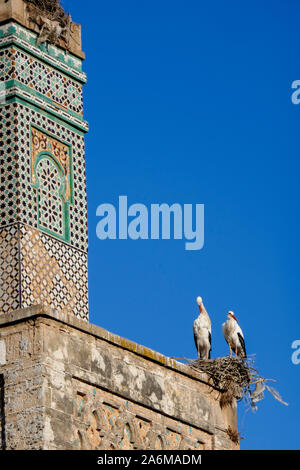 Cicogne a vecchia torre a Chellah a Rabat, Marocco Foto Stock