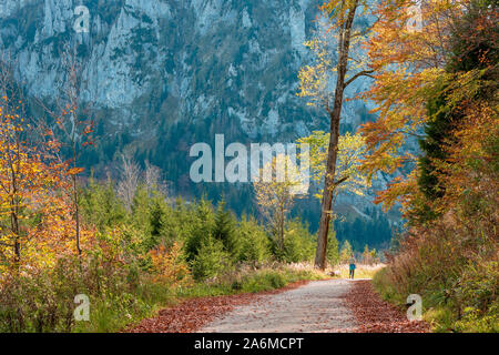 Escursionista solitario a piedi lungo una strada sterrata attraverso la foresta sulla sommità del Grünberg, OÖ, Austria, con la faccia di roccia del Katzenstein in background Foto Stock