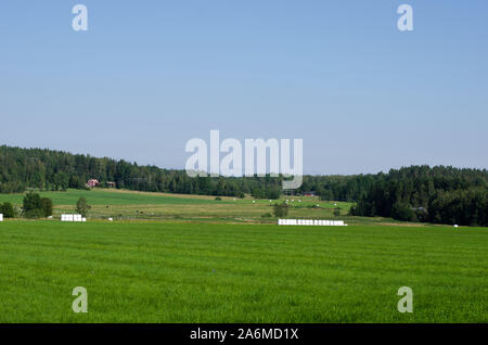 Un gruppo di balle di fieno fermentare sul prato Foto Stock